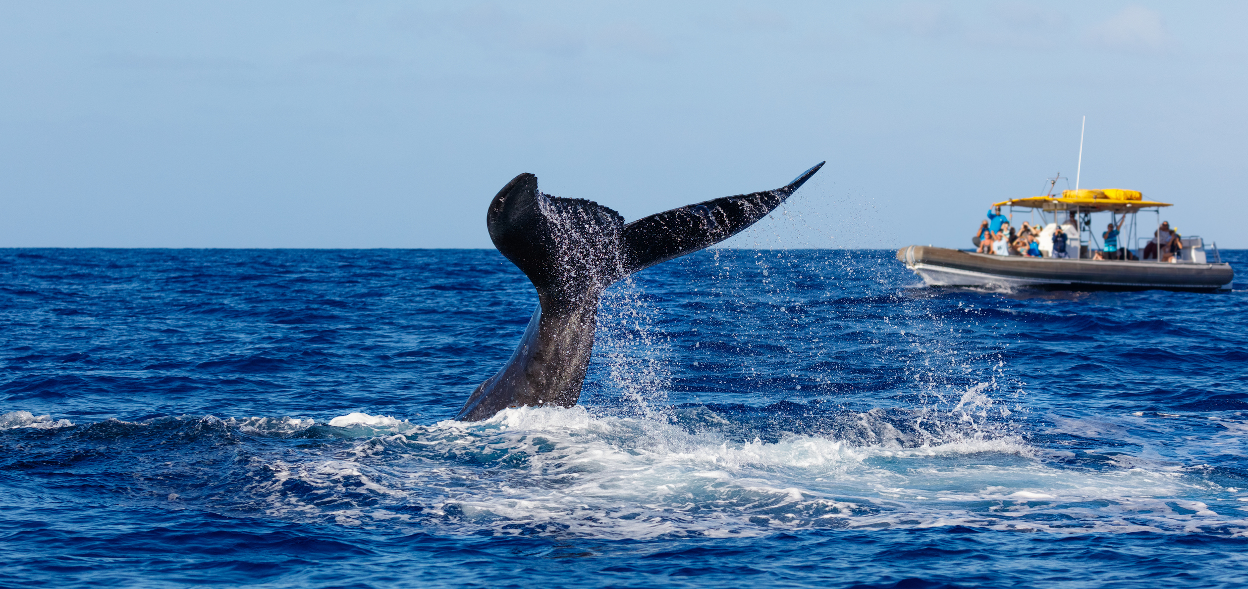 whale watching